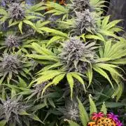 auto COOKIES