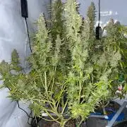 "Grapefruit" comeback! (Gorilla Z auto)
