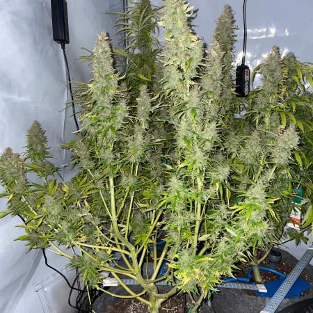 "Grapefruit" comeback! (Gorilla Z auto)