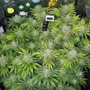 auto COOKIES