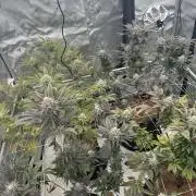 The Spice Twenty20 Mars-GD