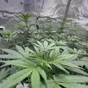 The Spice Twenty20 Mars-GD