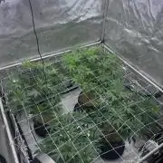 The Spice Twenty20 Mars-GD