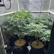 The Spice Twenty20 Mars-GD