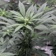 The Spice Twenty20 Mars-GD