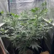 Chem Brulee 5G living soil pots 🤙🏻