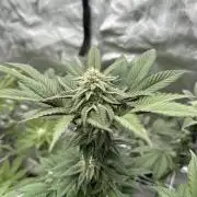 The Spice Twenty20 Mars-GD