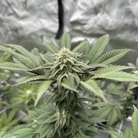 The Spice Twenty20 Mars-GD