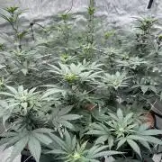 The Spice Twenty20 Mars-GD