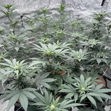 The Spice Twenty20 Mars-GD