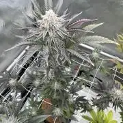 The Spice Twenty20 Mars-GD