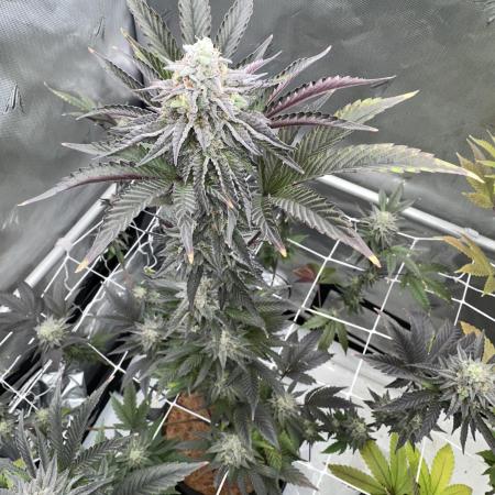 The Spice Twenty20 Mars-GD