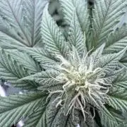 The Spice Twenty20 Mars-GD