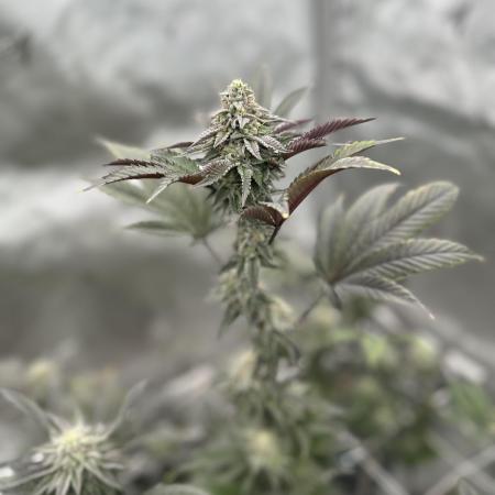 The Spice Twenty20 Mars-GD