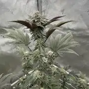 The Spice Twenty20 Mars-GD