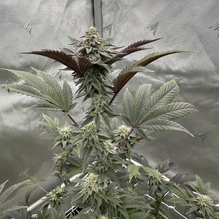 The Spice Twenty20 Mars-GD