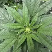 The Spice Twenty20 Mars-GD