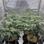 The Spice Twenty20 Mars-GD