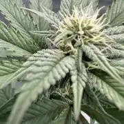 The Spice Twenty20 Mars-GD