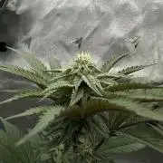 The Spice Twenty20 Mars-GD