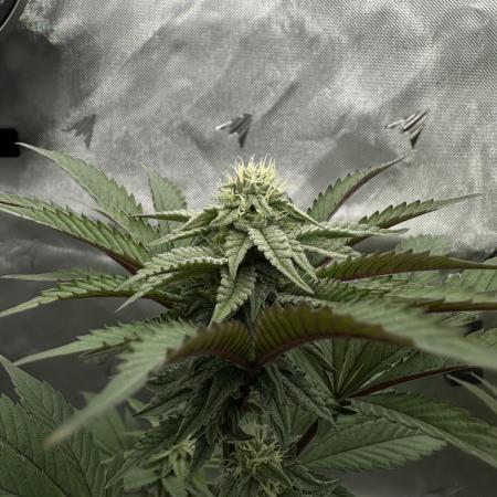 The Spice Twenty20 Mars-GD