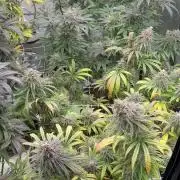 4x4 3g living soil. #bas #roots