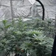 The Spice Twenty20 Mars-GD