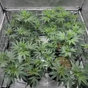 The Spice Twenty20 Mars-GD