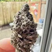 The Spice 3G living soil.