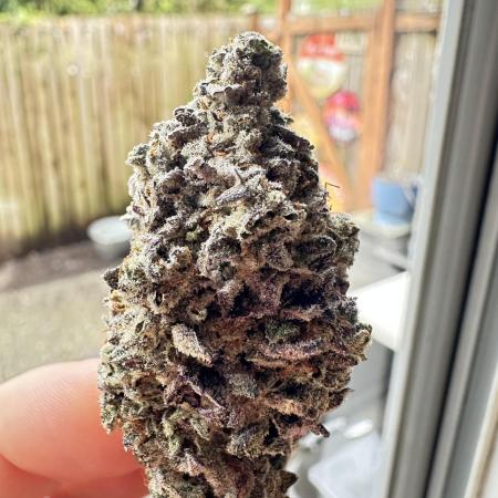 The Spice 3G living soil.