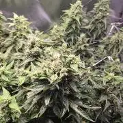 Gorilla Z Auto NFT Led