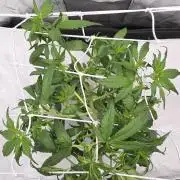 Gorilla Z Auto NFT Led