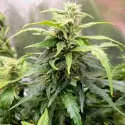 Gorilla Z Auto NFT Led