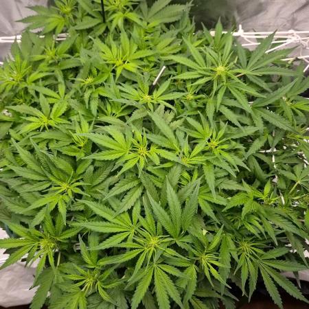 NFT Led Auto AK47 Serious Seeds