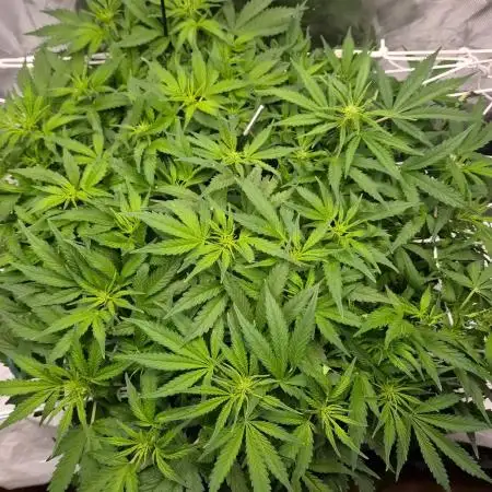 NFT Led Auto AK47 Serious Seeds