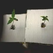 Gorilla Z Auto NFT Led