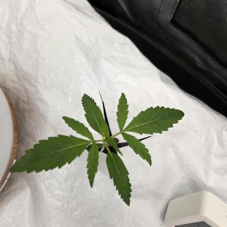 Gorilla Z Auto NFT Led