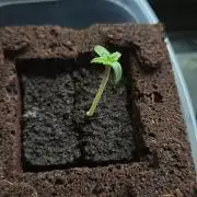 NFT Led Auto AK47 Serious Seeds