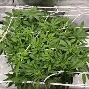 NFT Led Auto AK47 Serious Seeds