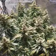 NFT Led Auto AK47 Serious Seeds