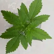 NFT Led Auto AK47 Serious Seeds