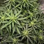 NFT Led Auto AK47 Serious Seeds