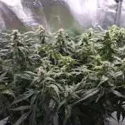 Gorilla Z Auto NFT Led