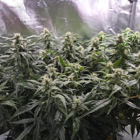 Gorilla Z Auto NFT Led