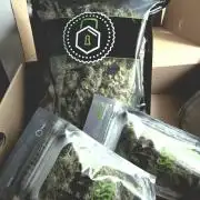 Gorilla Z Auto NFT Led