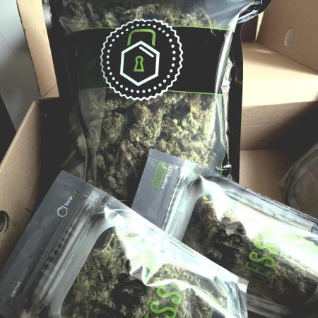 Gorilla Z Auto NFT Led