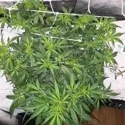 Gorilla Z Auto NFT Led