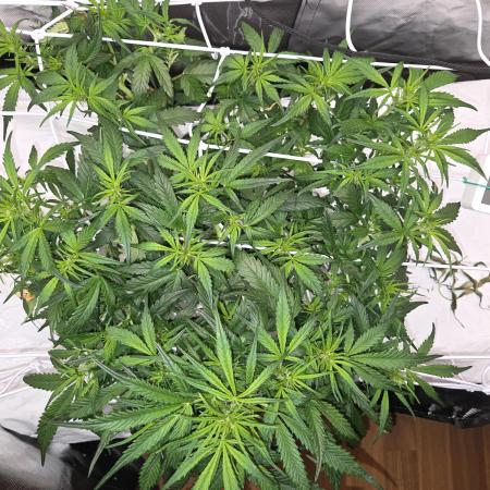 Gorilla Z Auto NFT Led