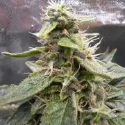 NFT Led Auto AK47 Serious Seeds