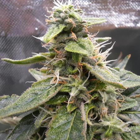 NFT Led Auto AK47 Serious Seeds